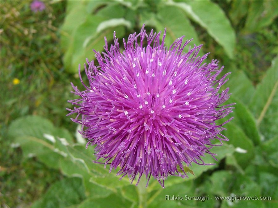 sentiero dei fiori 048.jpg - Bardana